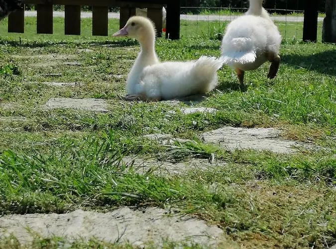 La Casa Di Loretta 3* Paderno (Belluno)