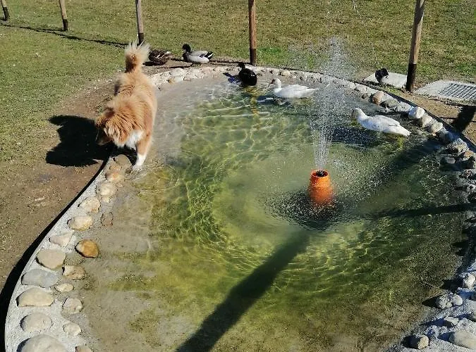 La Casa Di Loretta Bed and breakfast Paderno (Belluno)