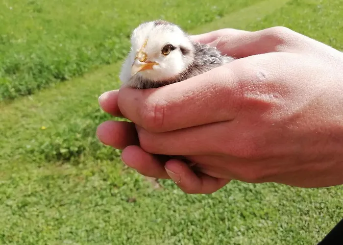 La Casa Di Loretta Paderno (Belluno)