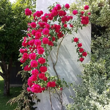 فندق مبيت وإفطار La Casa Di Loretta *