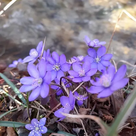 La Casa Di Loretta Bed & Breakfast